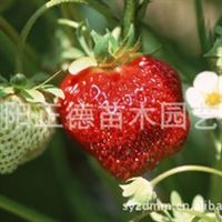 花卉種植與江蘇沭陽正德苗木園藝場(chǎng)的專業(yè)供應(yīng)